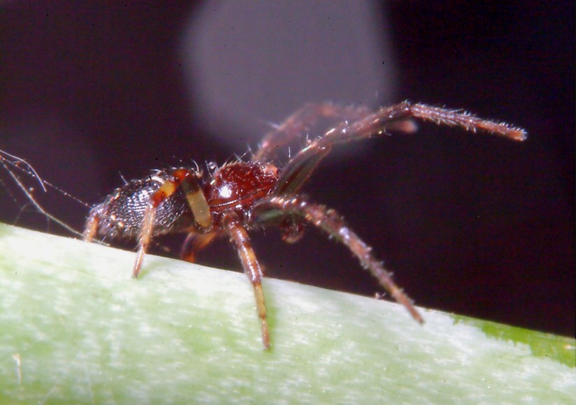 Bombo (sano!) e ragno (Maschio di Sinema globosum)